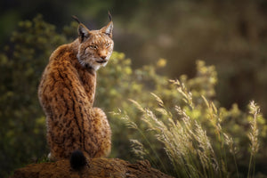 framedcanvas-print-lynx-fine-art-x