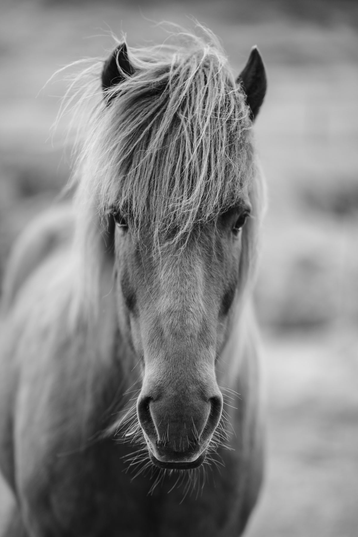 aluminium-print-horse-being-at-the-corridor