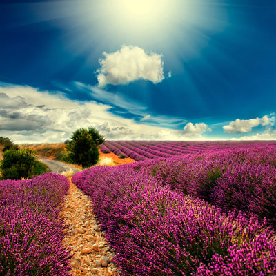 poster-print-the-lavender-valley