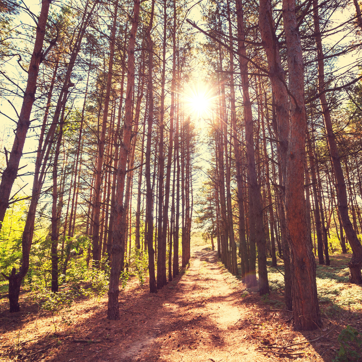9-piece-acrylic-print-light-at-the-end-of-the-forest-path