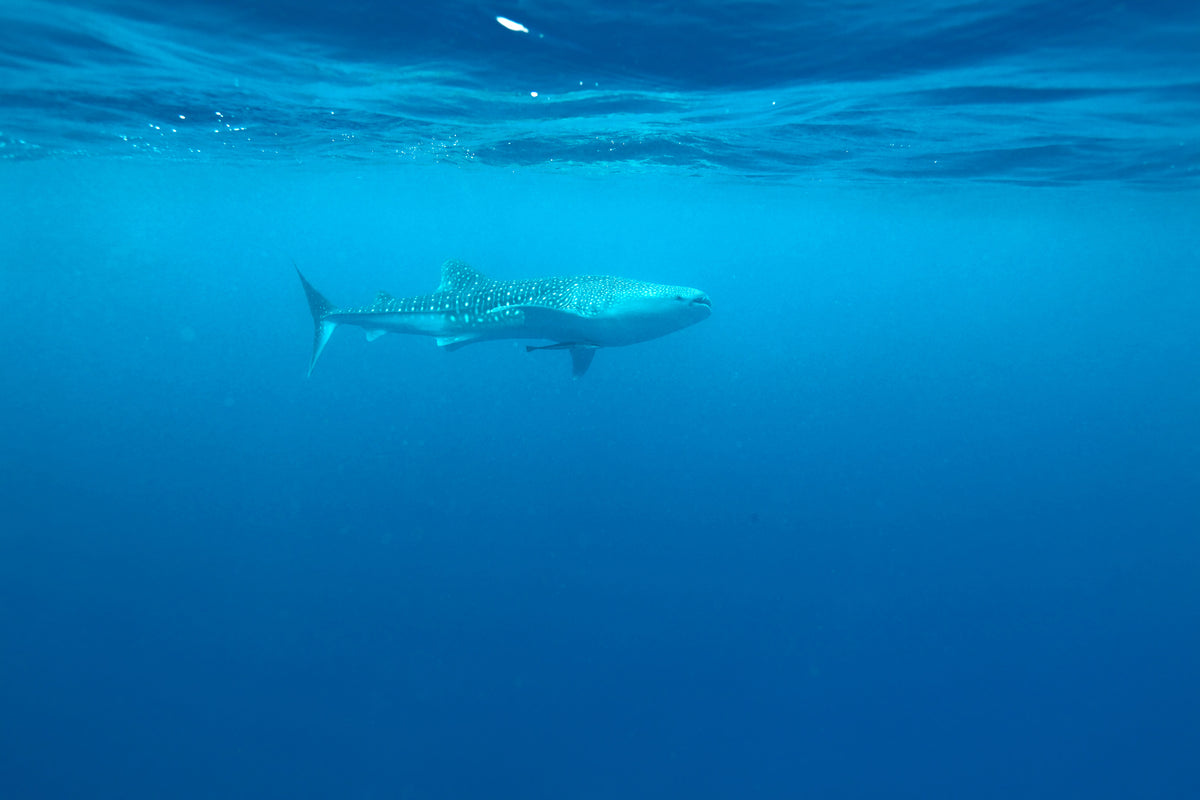 poster-print-the-whale-shark
