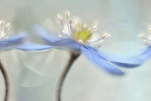 3-piece-canvas-print-dancing-anemones