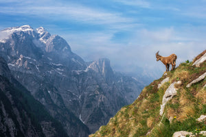 framedcanvas-print-alpine-ibex-in-the-mountains-x