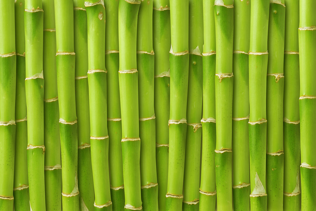 framedcanvas-print-bamboo-wall