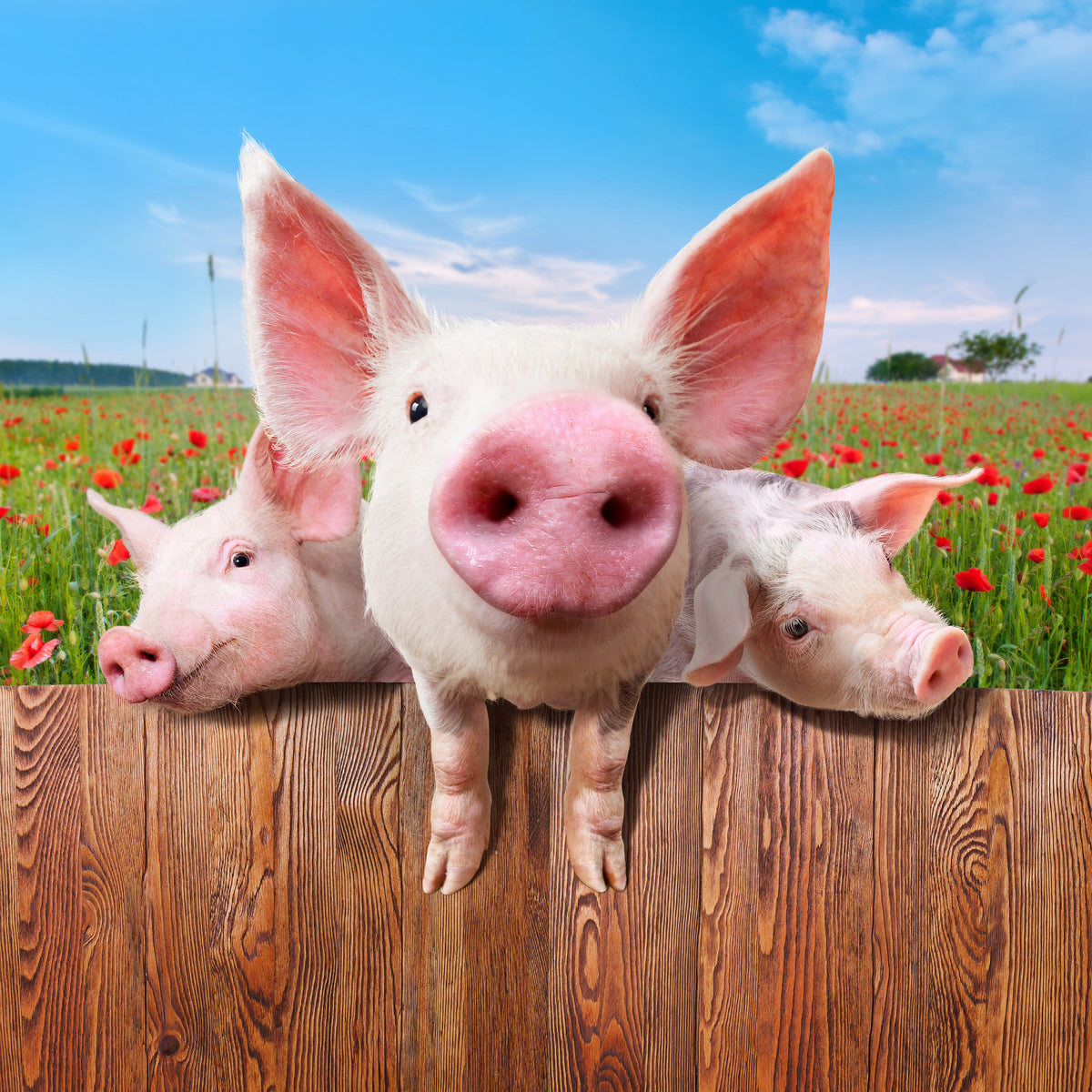 4-piece-aluminium-print-pig-in-luck
