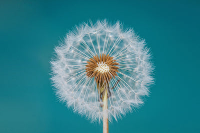 poster-print-dandelion-a
