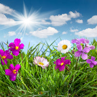 4-piece-acrylic-print-flowering-meadow