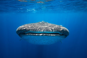 aluminium-print-face-to-face-with-a-whale-shark