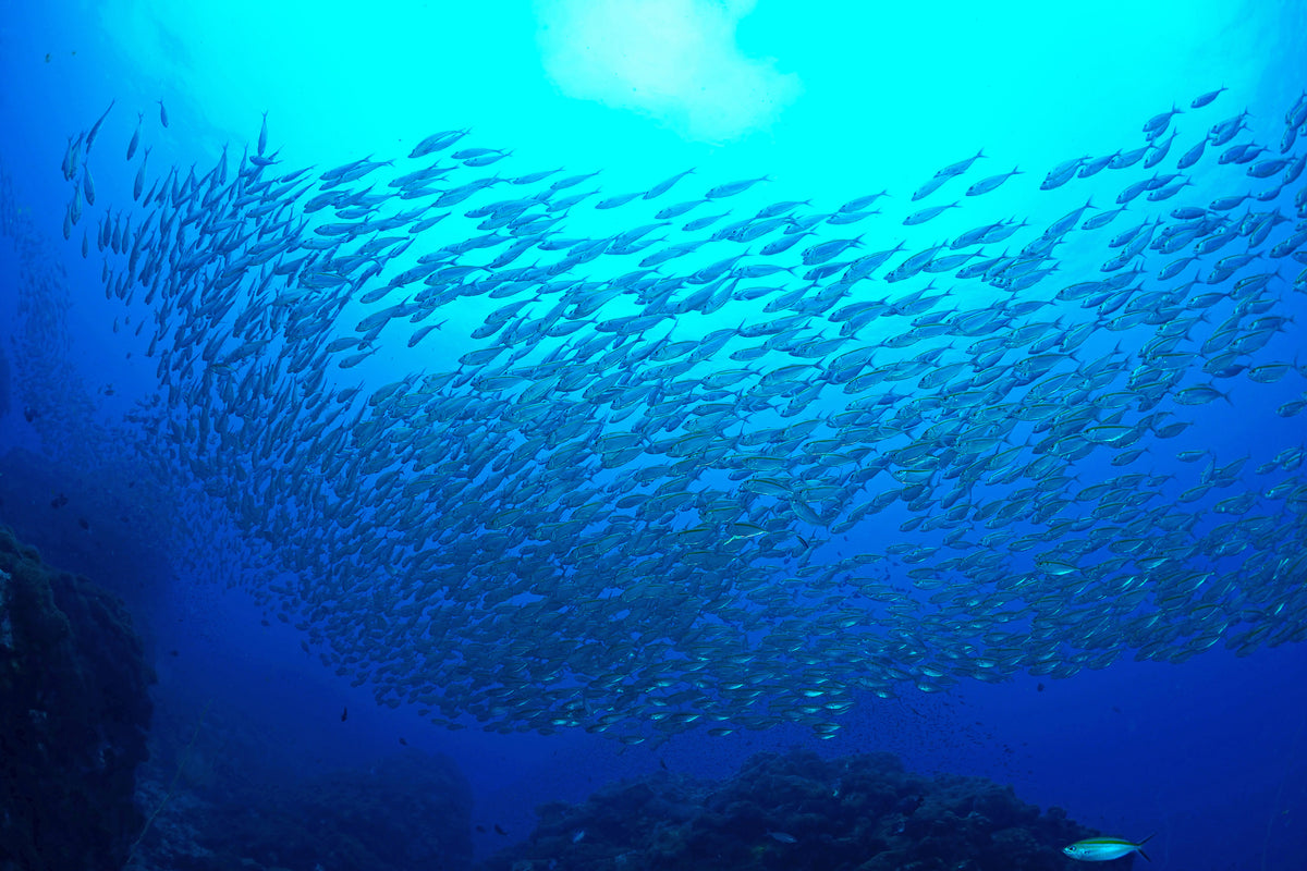 framedposter-print-fish-world