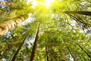 modern-3-piece-canvas-print-treetops-in-the-sun