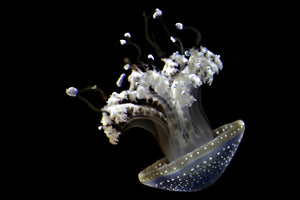 acrylic-print-fascinating-jellyfish