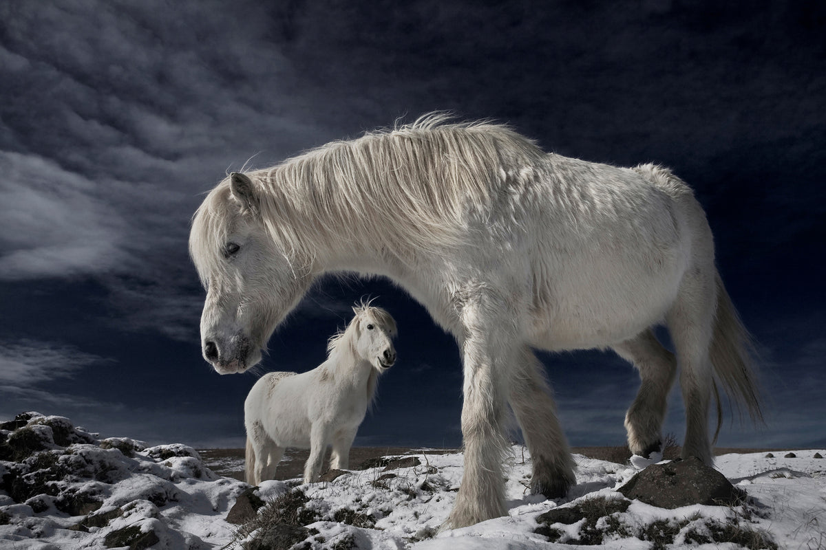 canvas-print-partners-x