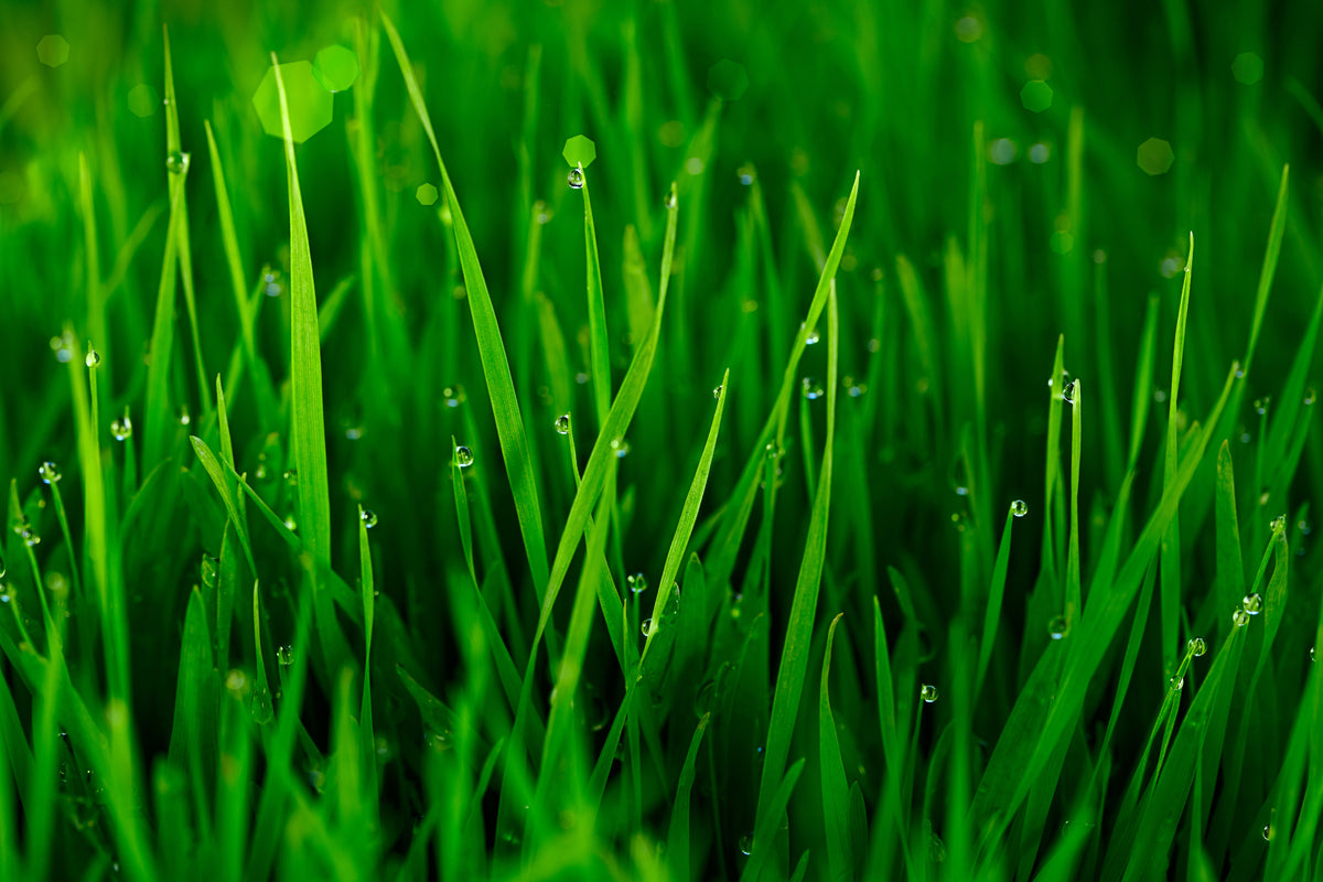canvas-print-grass-with-morning-dew