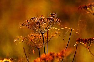 aluminium-print-seeds