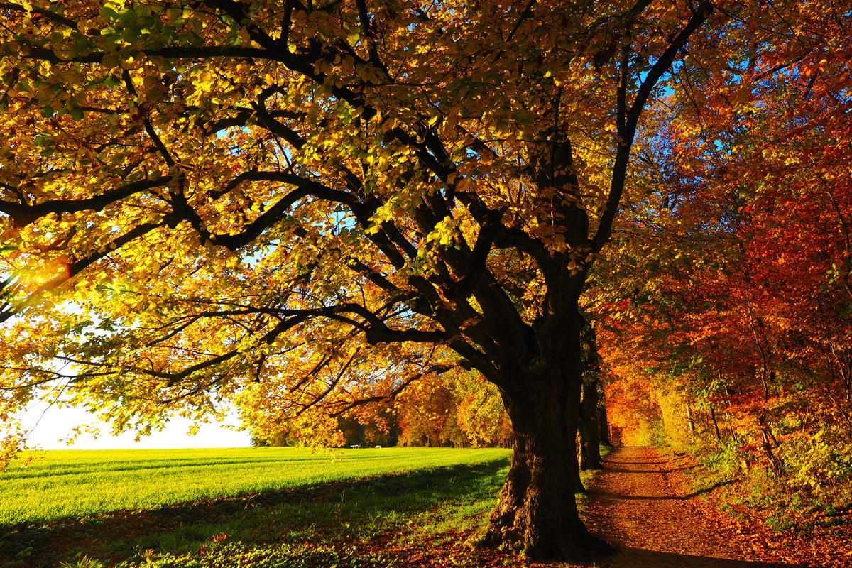 aluminium-print-trees-in-the-autumn