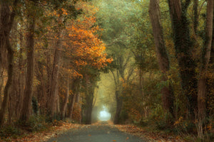 framedcanvas-print-country-road-x