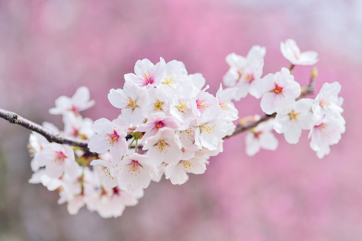 modern-3-piece-canvas-print-cherry-blossoms-xxl