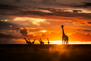 canvas-print-end-of-the-day-x