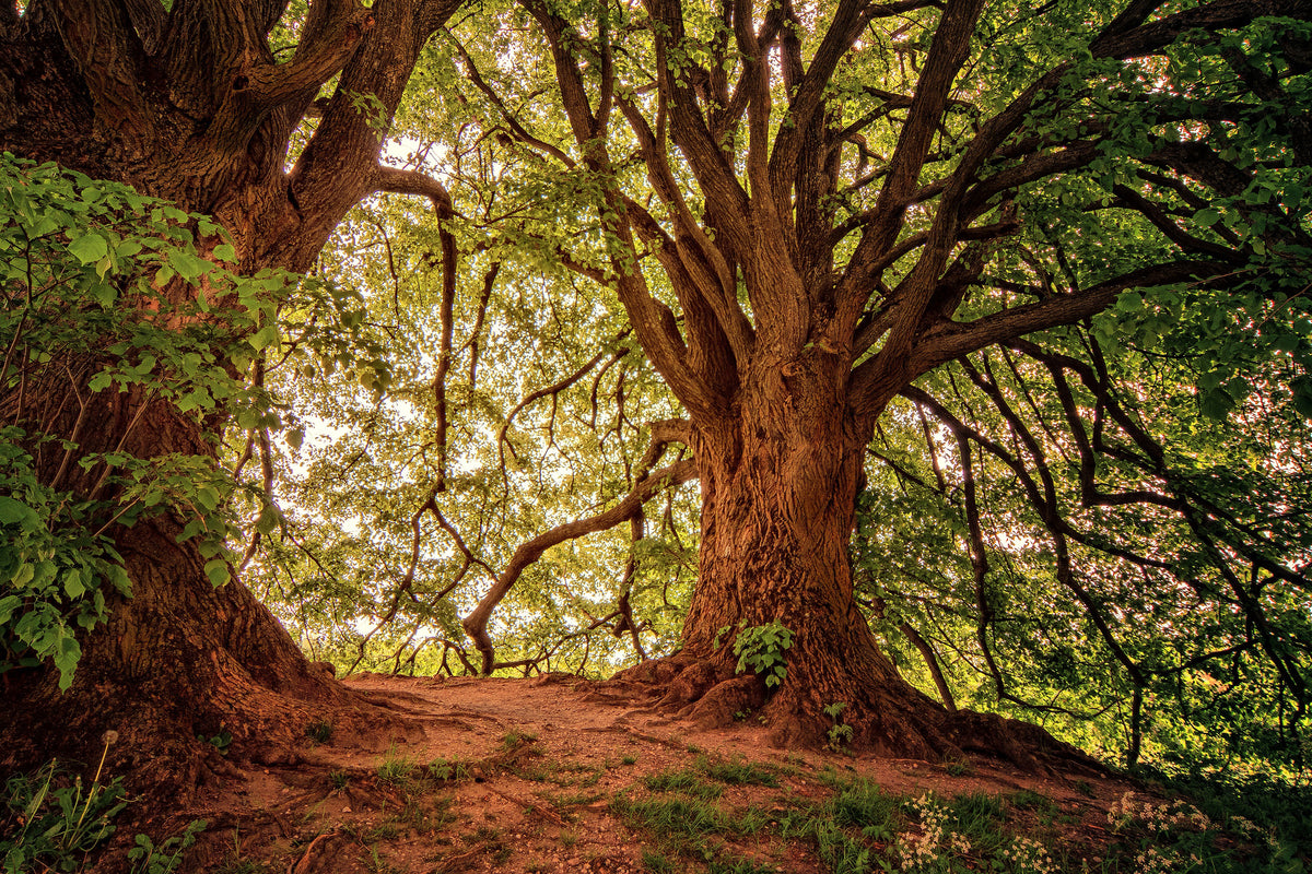 3-piece-aluminium-print-in-the-dense-forest
