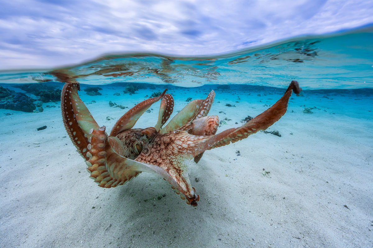 modern-3-piece-canvas-print-octopus-ii