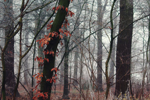 canvas-print-autumn-winter