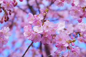 framedposter-print-gorgeous-cherry-blossom