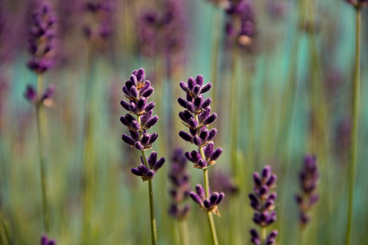 3-piece-canvas-print-lavender-in-xl