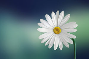 modern-3-piece-acrylic-print-flower