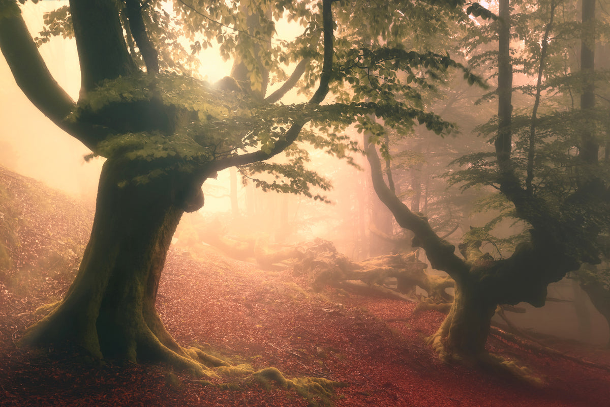acrylic-print-fangorn-forest-x