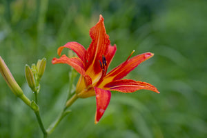 aluminium-print-lily-blossom-in-the-nature