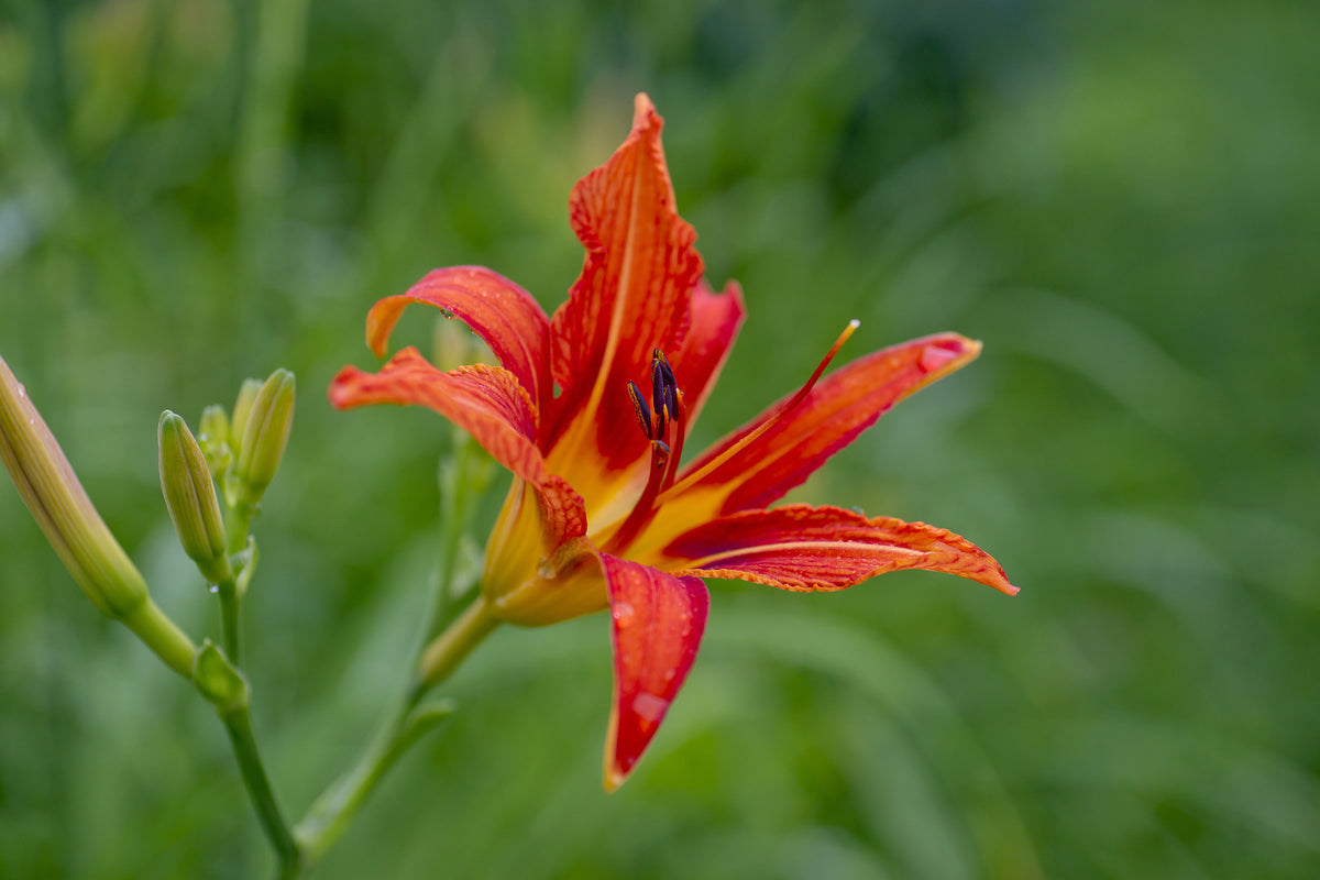 aluminium-print-lily-blossom-in-the-nature