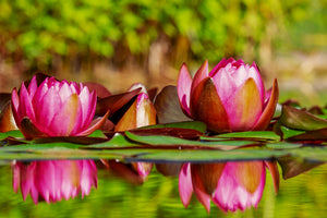 poster-print-red-water-lily-trio