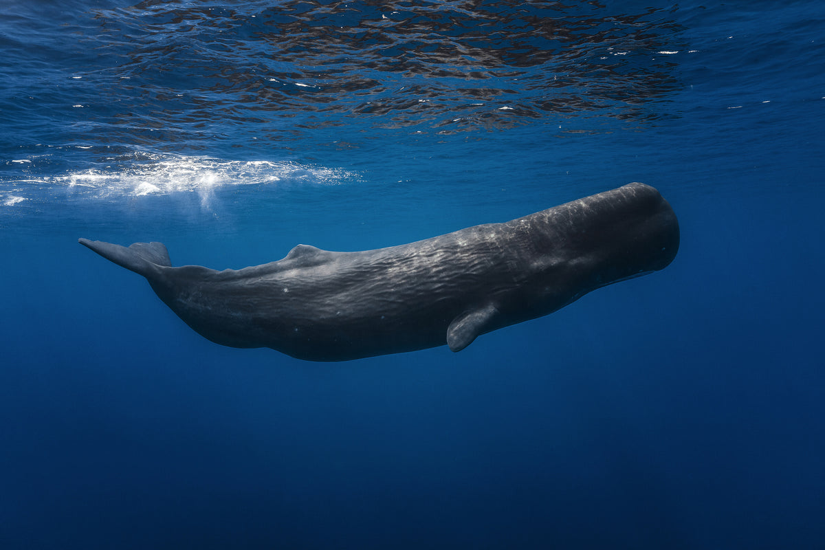 canvas-print-sperm-whale