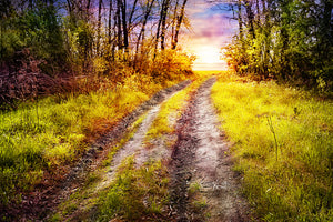 acrylic-print-the-forest-path