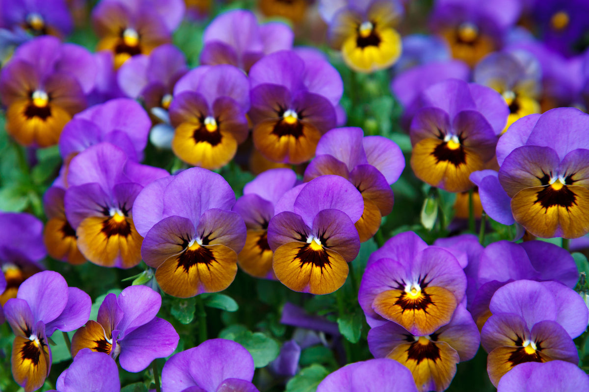 canvas-print-the-pansies