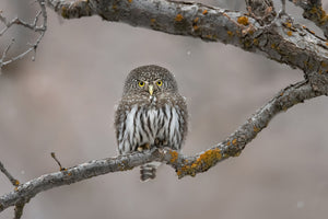 canvas-print-little-guy-in-the-snow-x