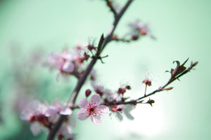 3-piece-aluminium-print-beautiful-japanese-cherry-blossom
