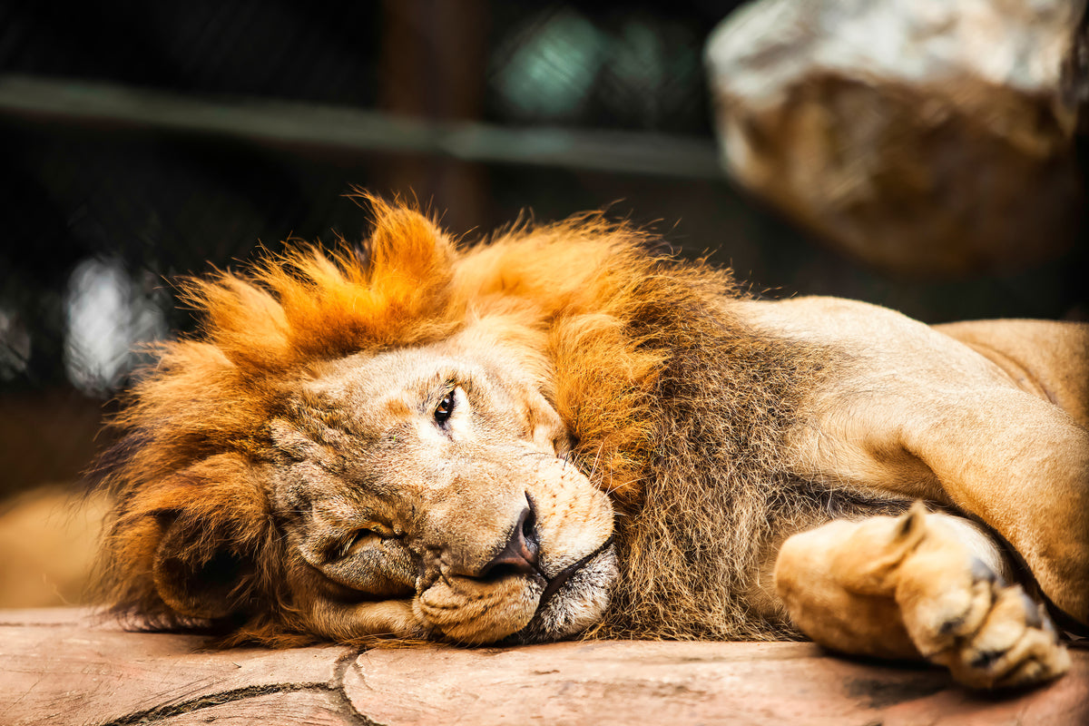 poster-print-relaxed-lion