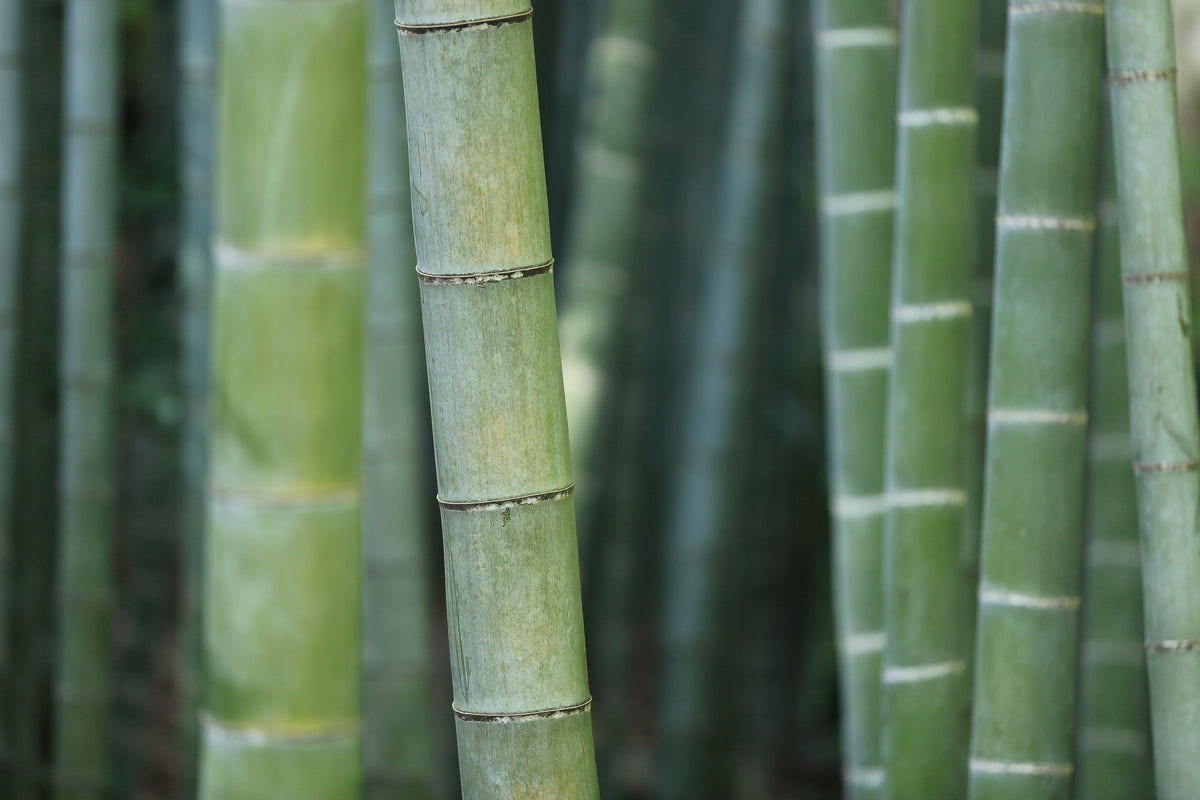 modern-3-piece-canvas-print-bamboo-in-xxl