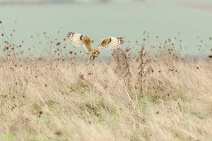 aluminium-print-hunting-short-eared-owl-x