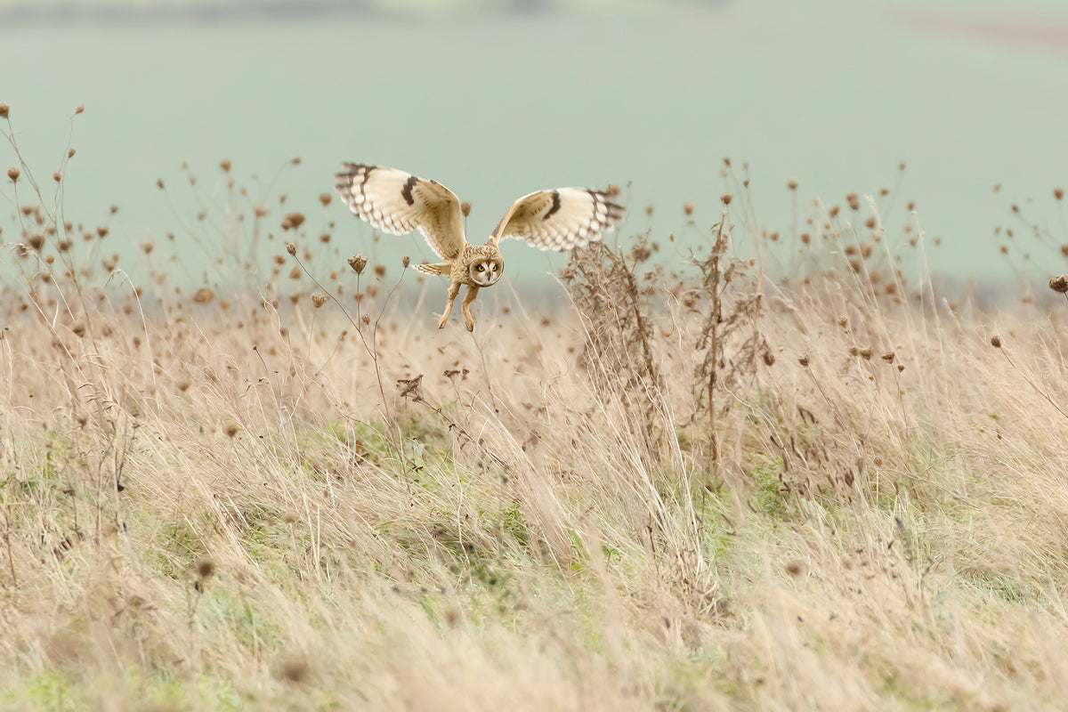 aluminium-print-hunting-short-eared-owl-x