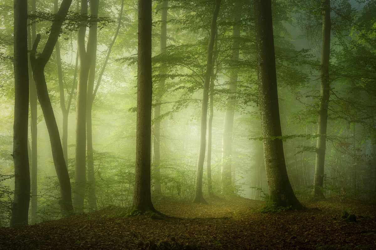 poster-print-mysterious-spring-morning-x
