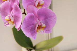 canvas-print-orchids-with-purple-flowers-in-xl