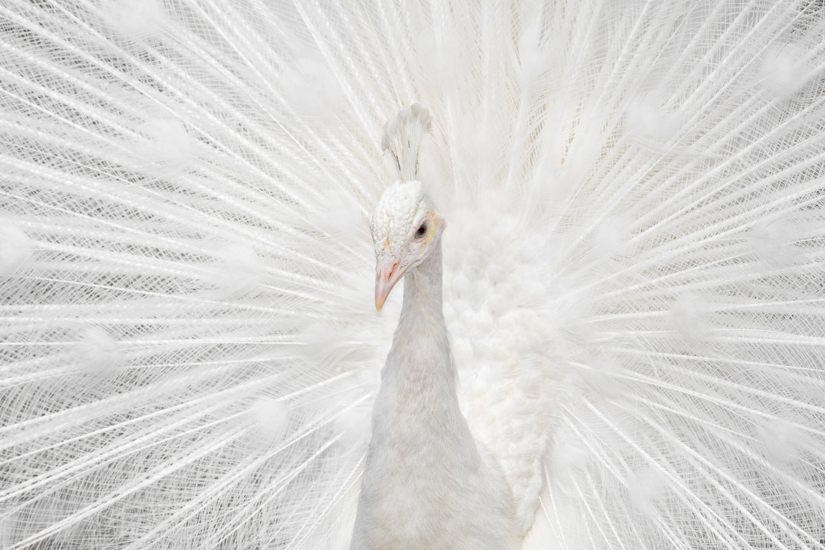 aluminium-print-splendid-whitie