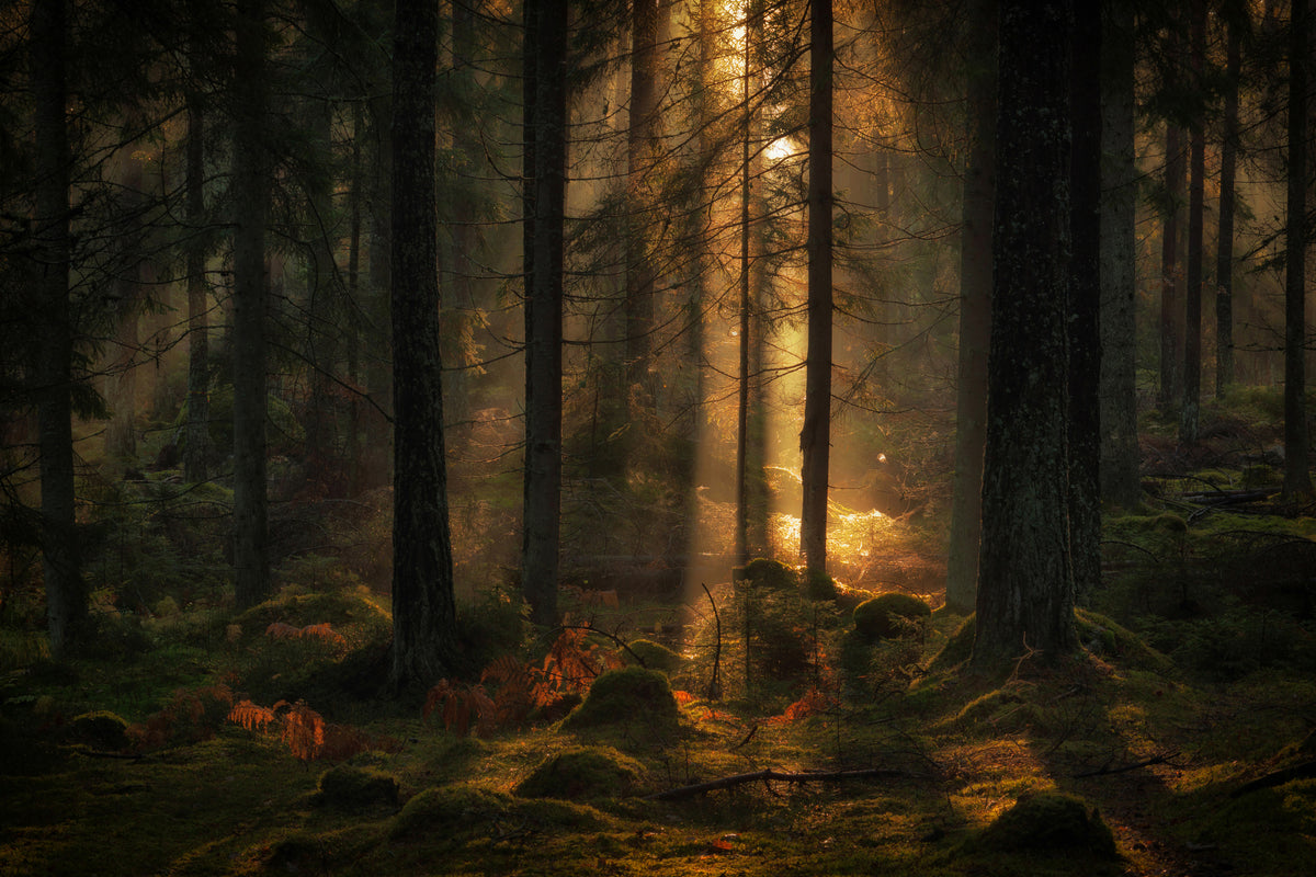 canvas-print-the-light-in-the-forest-x