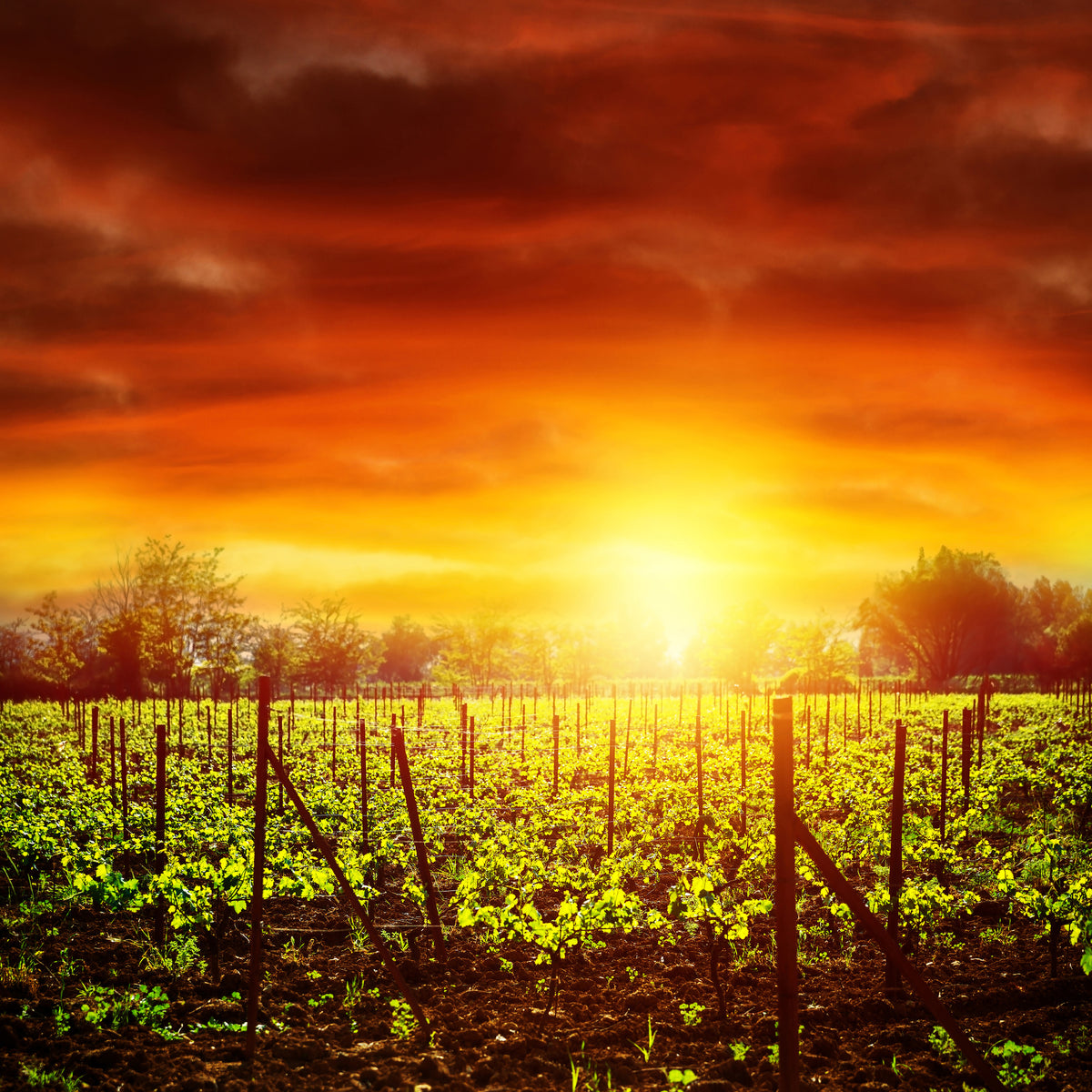9-piece-canvas-print-the-vineyard-at-sunset