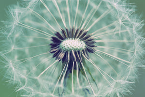 acrylic-print-close-up-dandelion