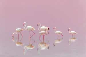 framedcanvas-print-flamingos-xyo