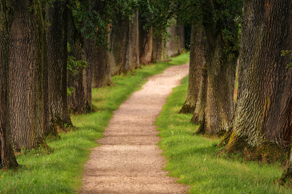 canvas-print-a-path-in-the-forest