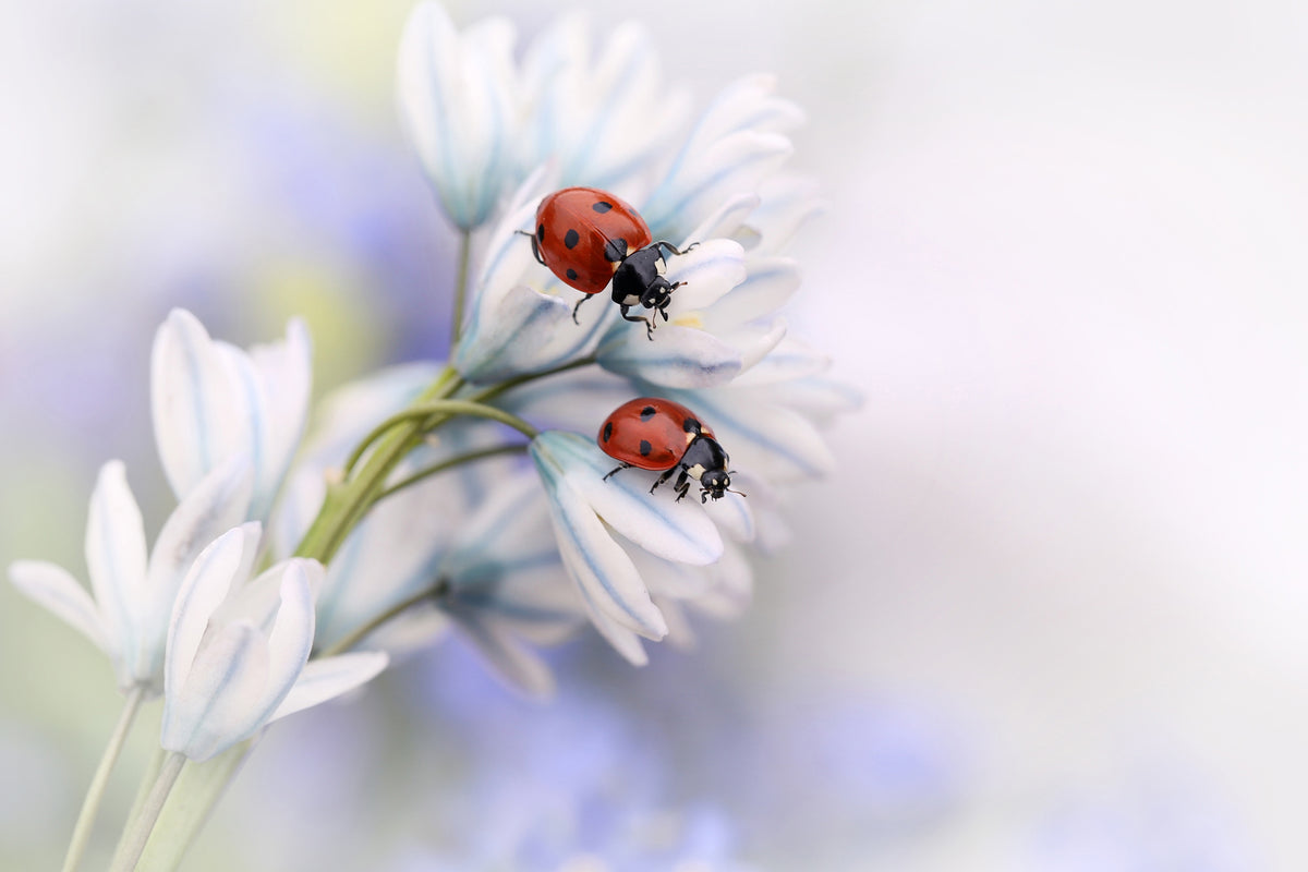 poster-print-ladybirds